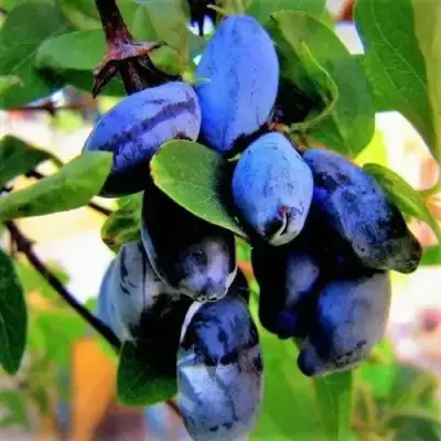 Жимолость съедобная БЛУ ТРЕЖЭ (ГОЛУБОЕ СОКРОВИЩЕ) в Могилёве
