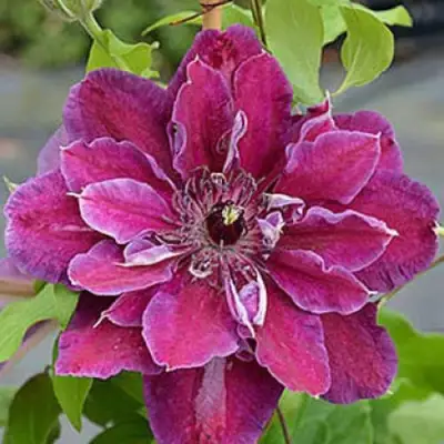 Клематис МАЙ БЬЮТИ в Могилёве