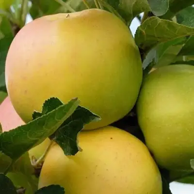 Яблоня БАНАНОВОЕ в Могилёве