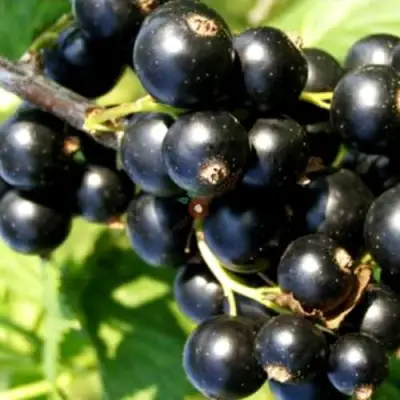 Смородина чёрная ДЕЛИКАТЕСНАЯ в Могилёве