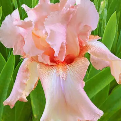 Ирис ПАТИ ДРЕСС бородатый в Могилёве