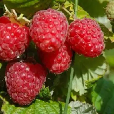 Малина ПРИМАРА в Могилёве