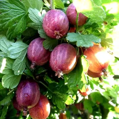 Крыжовник СЕРЕНАДА в Могилёве