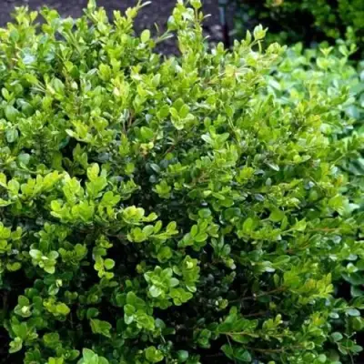 Самшит ФОЛКНЕР в Могилёве