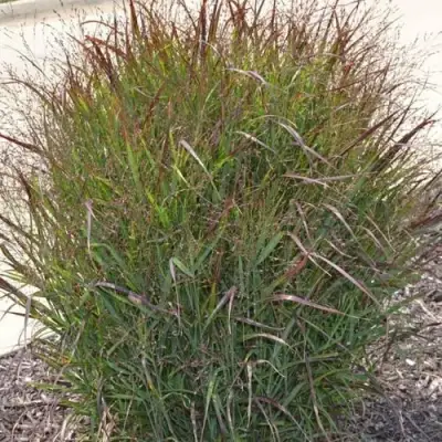 Просо ШЕНАНДО прутьевидное в Могилёве