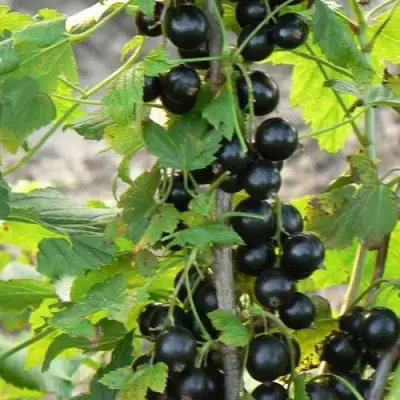 Смородина чёрная ДАБРАДЗЕЯ в Могилёве