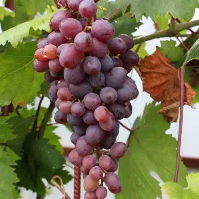 Виноград КИШМИШ ЗАПОРОЖСКИЙ в Могилёве