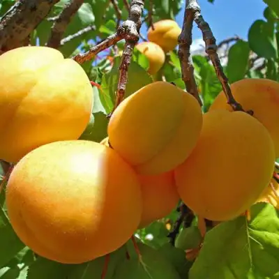 Абрикос ЖИГУЛЕВСКИЙ СУВЕНИР в Могилёве