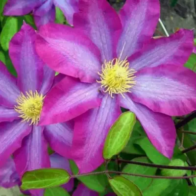 Клематис КАКИО в Могилёве