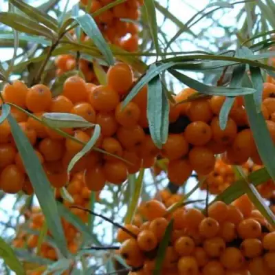 Облепиха БОТАНИЧЕСКАЯ в Могилёве