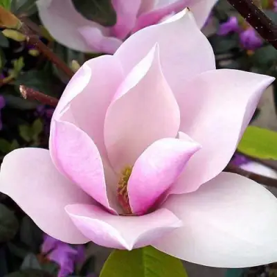 Магнолия АЛЕКСАНДРИНА  в Могилёве