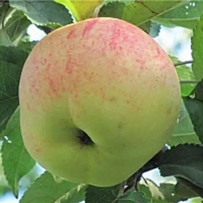 Яблоня ЛЕТНЕЕ СЛАДКОЕ в Могилёве