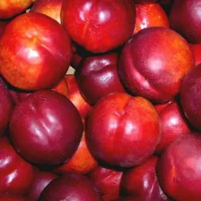 Нектарин МЕДВЕДЕВСКИЙ в Могилёве