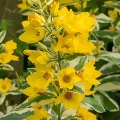 Вербейник АЛЕКСАНДР точечный в Могилёве