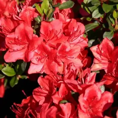 Азалия ФРИДОЛАЙН японская в Могилёве