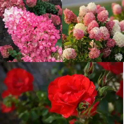 Комплект РОЗОВЫЙ ЗАКАТ в Могилёве