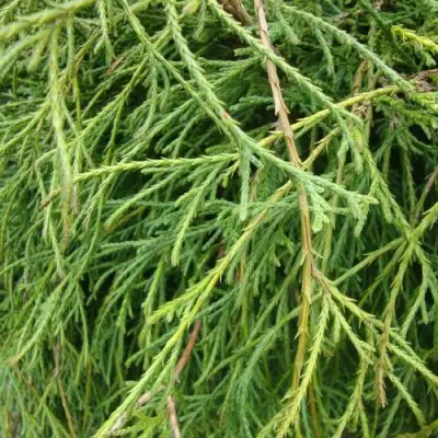 Кипарисовик ФИЛИФЕРА НАНА горохоплодный  в Могилёве