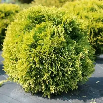 Туя ДАВИД западная в Могилёве