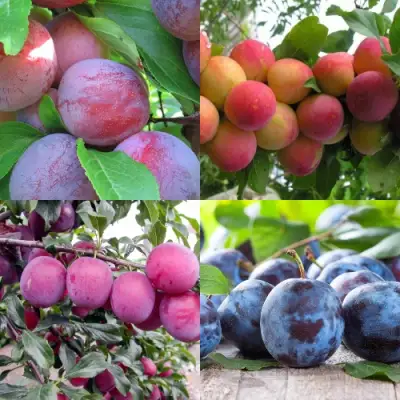 Комплект СЛИВОВЫЙ САД в Могилёве