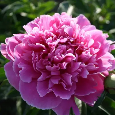 Пион ГОЛУБАЯ ХРИЗАНТЕМА травянистый в Могилёве