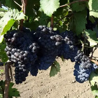 Виноград ДЕНИСОВСКИЙ в Могилёве
