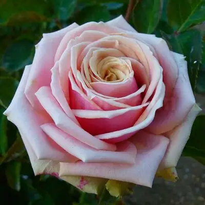 саженцы розы Эден Романтика