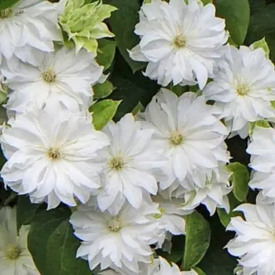 Клематис МАРИЯ СКЛОДОВСКАЯ-КЮРИ в Могилёве