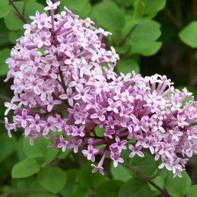 Сирень ПАЛИБИН  в Могилёве