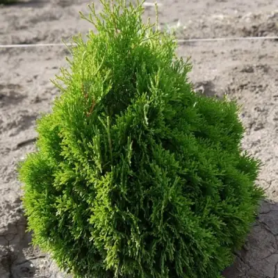 Туя МИКИ западная в Могилёве