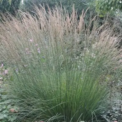 Молиния ХАЙДЕБРАУТ голубая в Могилёве