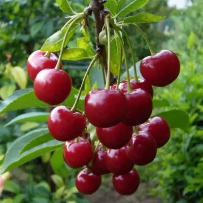 Вишня ВЯНОК в Могилёве