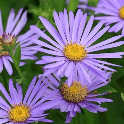 Астра ЛЕДИ ИН БЛЮ в Могилёве