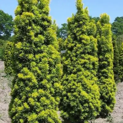 Тис ДАВИД ягодный в Могилёве