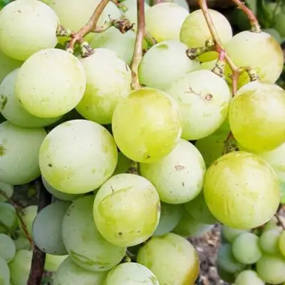 виноград Кеша Мускат