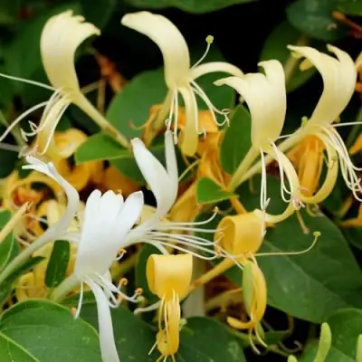 Жимолость ХАЛЛИАНА японская (Хелиана) в Могилёве