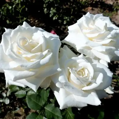 Роза БОИНГ чайно-гибридная в Могилёве