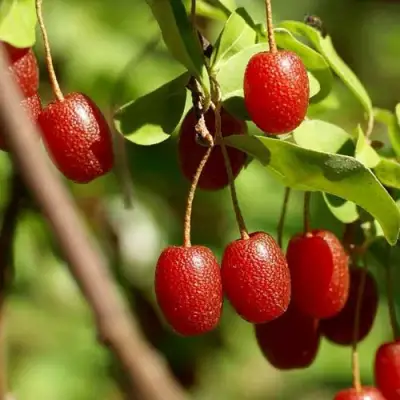 ГУМИ (ЛОХ МНОГОЦВЕТКОВЫЙ) в Могилёве