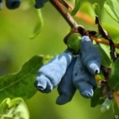 Жимолость съедобная ПУШКИНСКАЯ в Могилёве