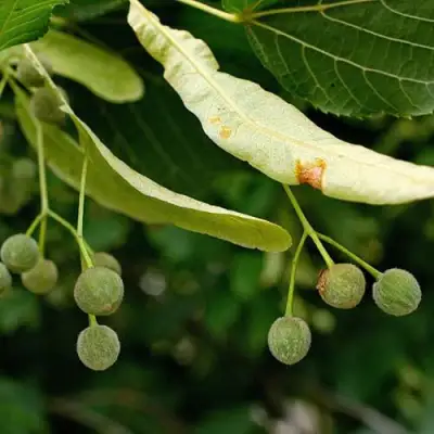 Липа сердцевидная в Могилёве