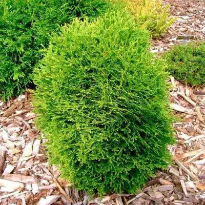 Туя ВОТЕРФИЛД западная в Могилёве