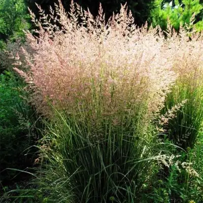 Молиния ФОНТЕЙН тростниковая в Могилёве