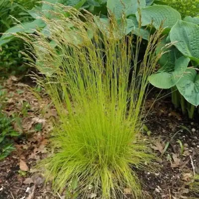 Щучка ТАТРА ГОЛД извилистая в Могилёве