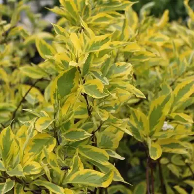 Дерен ШПЕТА белый в Могилёве