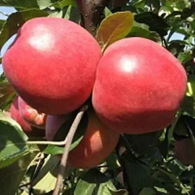 Яблоня ЗАСЛАВСКОЕ в Могилёве