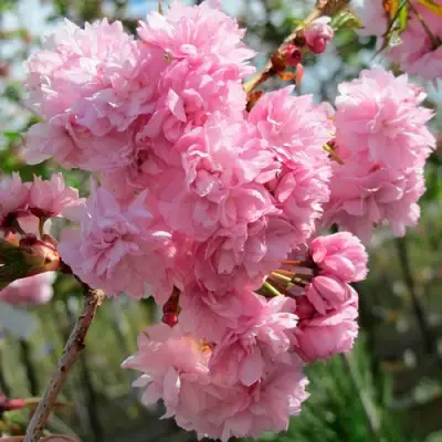 Сакура КИКУ ШИДАРЕ в Могилёве