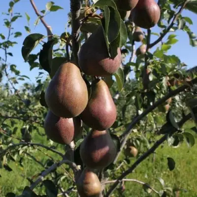 Груша БРЯНСКАЯ КРАСАВИЦА в Могилёве