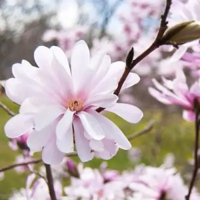 Магнолия РОЗЕЯ в Могилёве