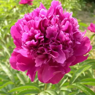 Пион КИТАЙСКИЙ ШЕЛК травянистый в Могилёве