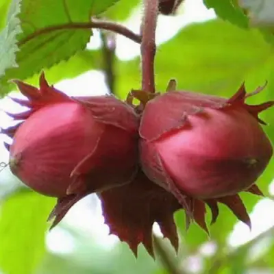 Фундук АЙВЕНГО в Могилёве