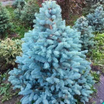Ель СУПЕР БЛЮ СИДЛИНГ колючая в Могилёве